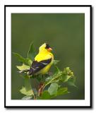 <b>American GoldenFinch *</b><br><i>by Mike Alexander</i>