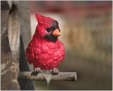 Red Bird