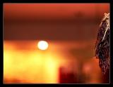 Red Hot Chilli Peppers (Hanged) *
