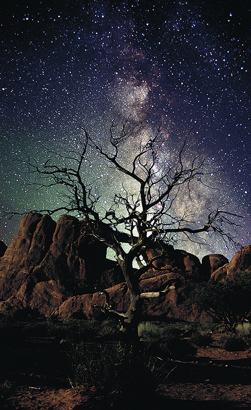 lone tree