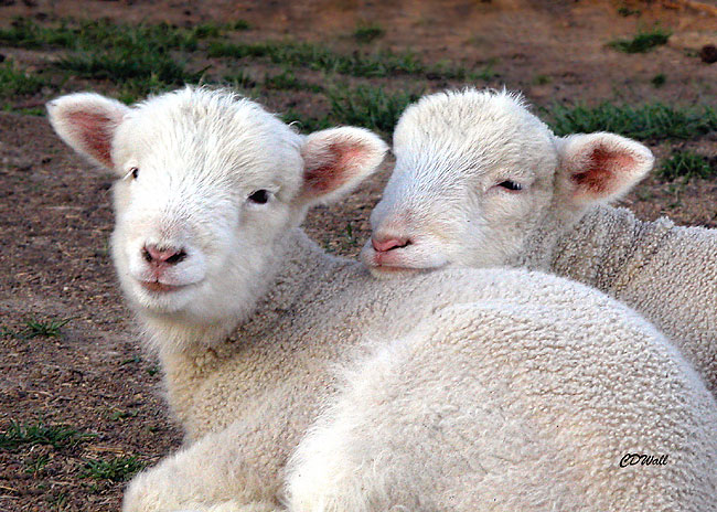 Best Friends by Denise Wall