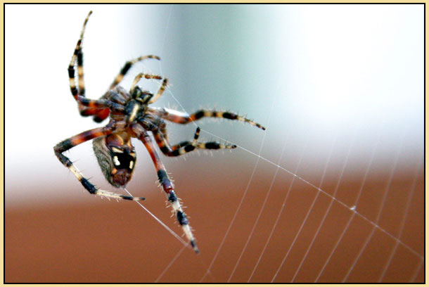 <B>Spiderman</B><BR>* <FONT size=2>by Earl Waud * </FONT>