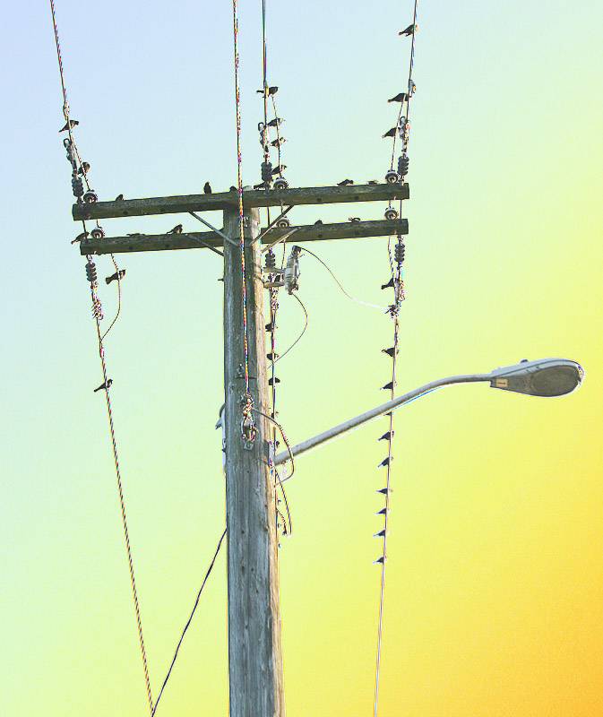 <B>Bird on a Wire</B><BR>*<FONT size=2>by Ann Chaikin</FonT>