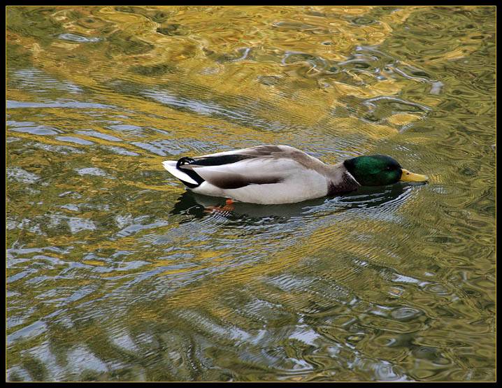 <B>Duck Soup</B><BR>*<FONT size=2>by Ann Chaikin</FONT>