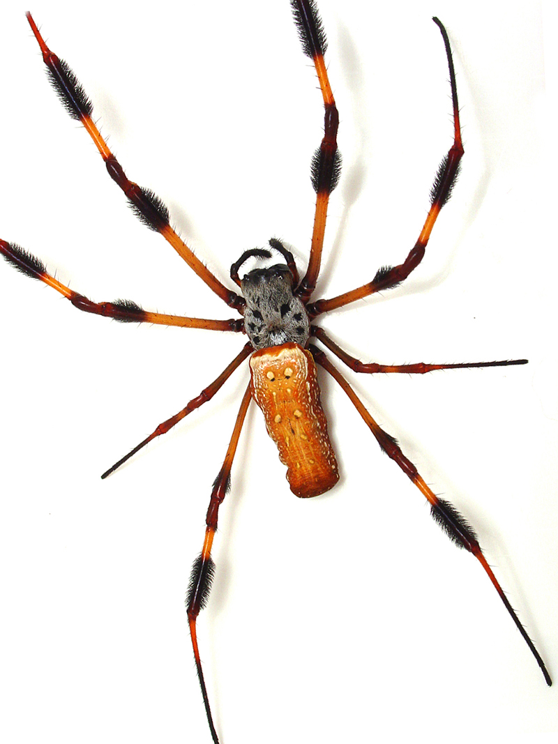 <B>Along Came the Spider</B> <BR>by Natalia W.
