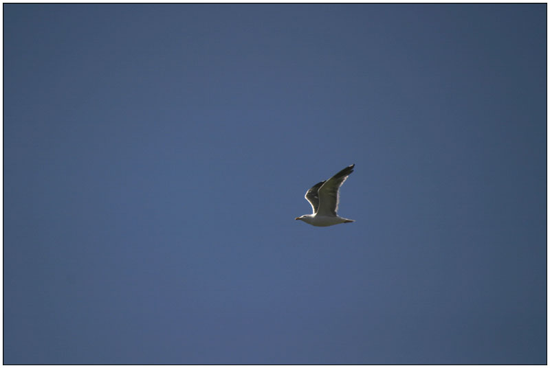 <b>Jonathan Livingston Seagull</b><br><font size=2>* by Earl Waud *</font>