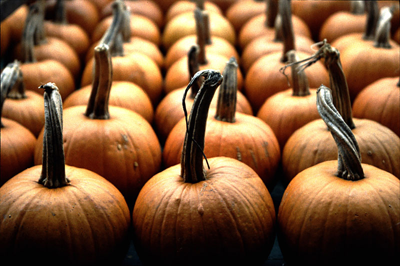 <b>Halloween</b><br>by Teapot