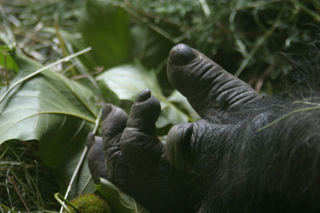 Gorilla.jpg