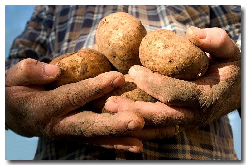The Potato Grower *<br> 6th Place