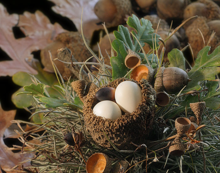 Eggs and Acorns *