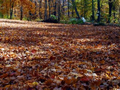 Depression  -  Leaves to Rake *