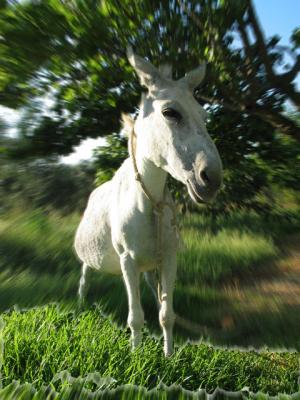I'm proud to be a donkey *