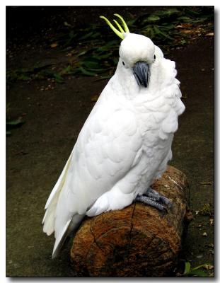 Who's a pretty boy? (*)