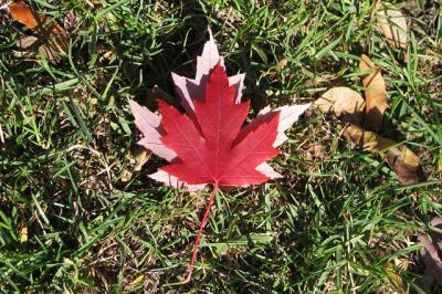 The Maple Leaf Forever *