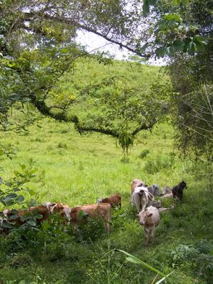 Bush Cows *