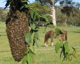 Bee careful *