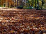 Depression  -  Leaves to Rake *
