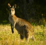 <b>skippy</b>