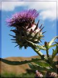 <b>Thistle *</b>