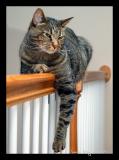 CAT-ch-UP (*)