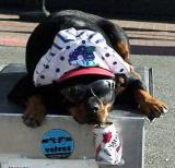 HotDog