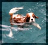 dogFISH
