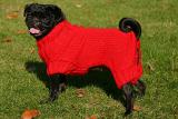 Red Hot Chili(ly) Dog*