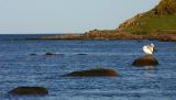 Big Stepping Stones  *