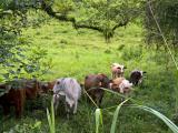 <b>Bush Cows 2</b> *