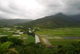 Taro Fields