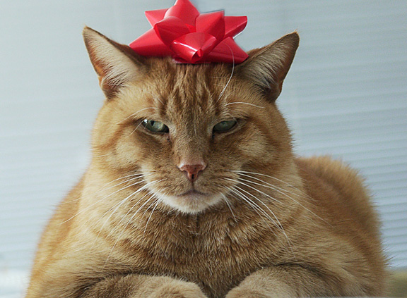 Purr-fect Gift*