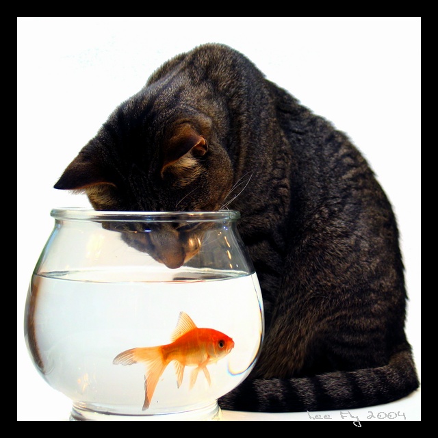 catFISH(*)  Second