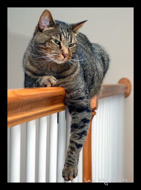 CAT-ch-UP (*)