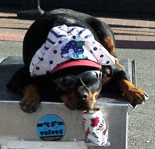 HotDog