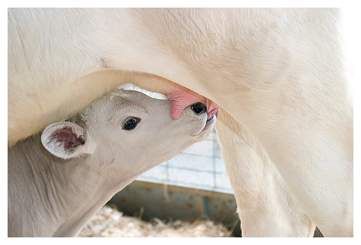 * Udderly Satisfied by Lonnit Rysher  Sixth