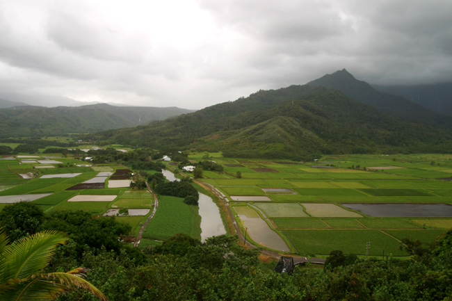 Taro Fields