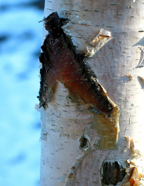 White Birch *