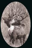 2 bull elk.