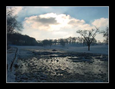 Winter in the forest