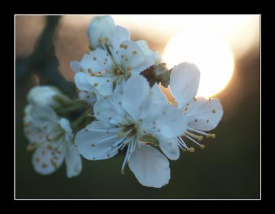 Flowers & sun