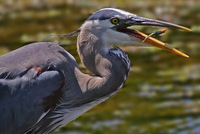 Heron Snack