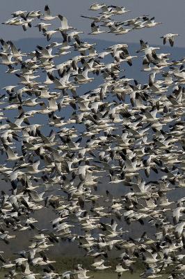 Snow Geese Flyby