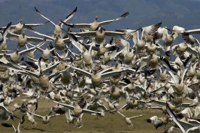 Snow Geese At Ya