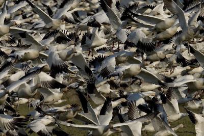 Snow Geese Lift Off