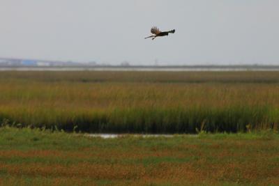 Northern Harrier