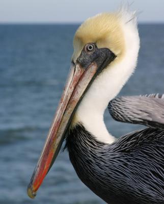 Pelican