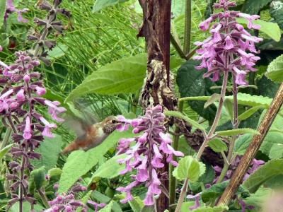 hbird6Jul04 042.jpg