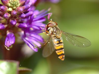 Hoverfly 03
