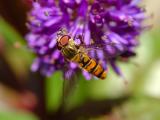 Hoverfly 02
