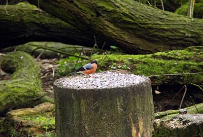 u34/davecthomson/medium/41362606.YesImaBullfinch.jpg